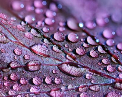 pexels-pixabay-459301